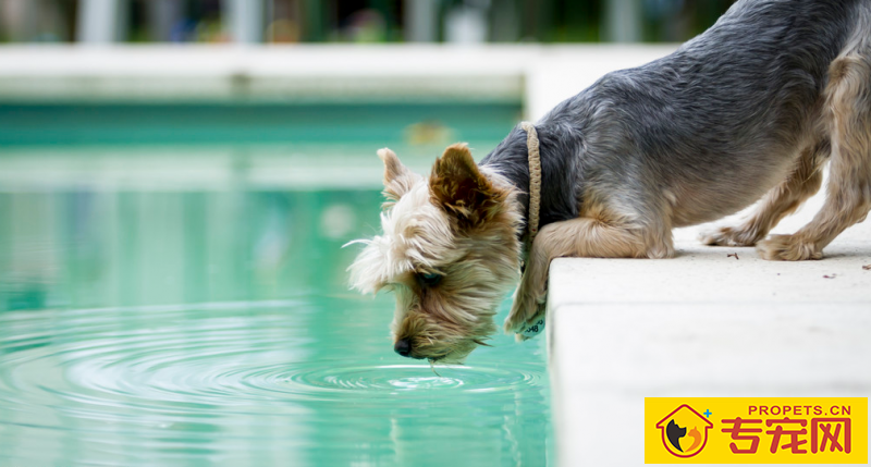 狗狗喝错水,对身体伤害大!轻则拉肚子,喂养肠胃宝就可以;重则会严重危害生命! 狗狗喝错水,对身体伤害大!轻则拉肚子,喂养肠胃宝就可以;重则会严重危害生命!