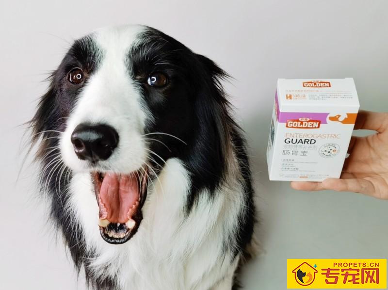 狗狗喝错水,对身体伤害大!轻则拉肚子,喂养肠胃宝就可以;重则会严重危害生命! 狗狗喝错水,对身体伤害大!轻则拉肚子,喂养肠胃宝就可以;重则会严重危害生命!