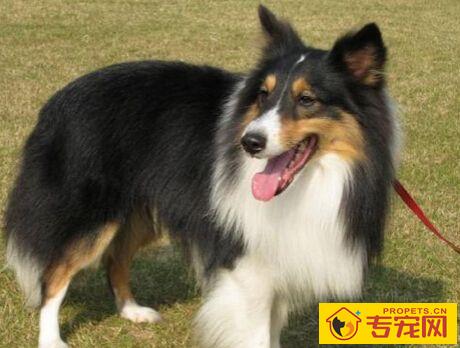 喜乐蒂的特点 对外界非常敏感容易乱吠乱叫