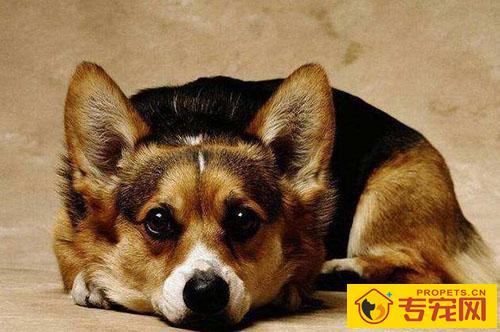 狗狗吃什么蔬菜能够推动排便