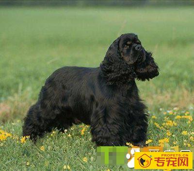 可卡聪明吗 狗狗智商排名第18位