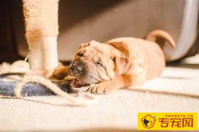 【小常识】狗狗冬天洗澡 【小常识】狗狗冬天洗澡