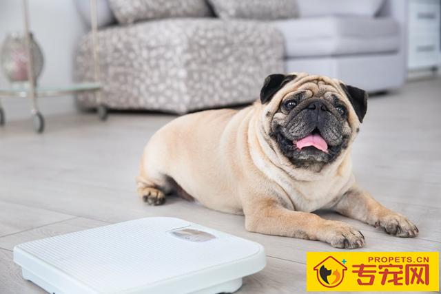 狗狗的一切正常体温、心率和吸气多少钱?掌握这种指标值,守卫狗狗身心健康 狗狗的一切正常体温、心率和吸气多少钱?掌握这种指标值,守卫狗狗身心健康