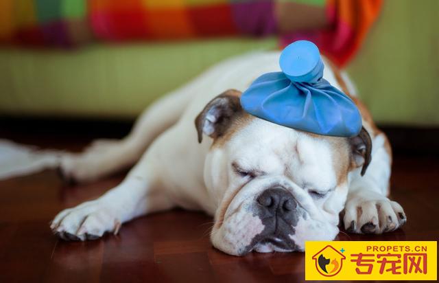 狗狗的一切正常体温、心率和吸气多少钱?掌握这种指标值,守卫狗狗身心健康 狗狗的一切正常体温、心率和吸气多少钱?掌握这种指标值,守卫狗狗身心健康