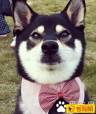 柴犬智商排名 有与生俱来的威武气质