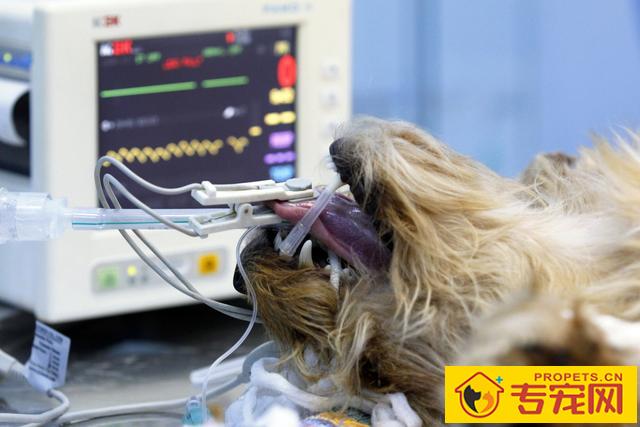 狗狗的一切正常体温、心率和吸气多少钱?掌握这种指标值,守卫狗狗身心健康 狗狗的一切正常体温、心率和吸气多少钱?掌握这种指标值,守卫狗狗身心健康