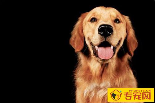 金毛有泪痕一切正常吗,金毛幼狗有很深的泪痕 金毛有泪痕一切正常吗,金毛幼狗有很深的泪痕