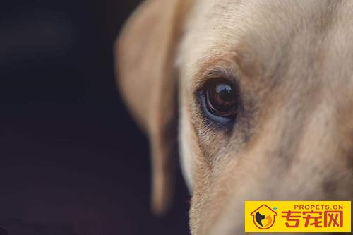 金毛有泪痕一切正常吗,金毛幼狗有很深的泪痕 金毛有泪痕一切正常吗,金毛幼狗有很深的泪痕