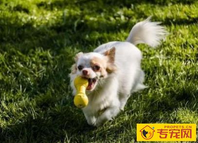 冬季给狗狗洗澡的五大忌讳,看看你踩中沒有? 冬季给狗狗洗澡的五大忌讳,看看你踩中沒有?