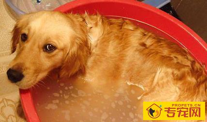 冬季给狗狗洗澡的五大忌讳,看看你踩中沒有? 冬季给狗狗洗澡的五大忌讳,看看你踩中沒有?