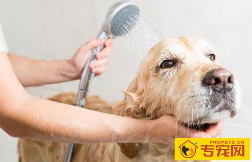 冬季给狗狗洗澡的五大忌讳,看看你踩中沒有? 冬季给狗狗洗澡的五大忌讳,看看你踩中沒有?