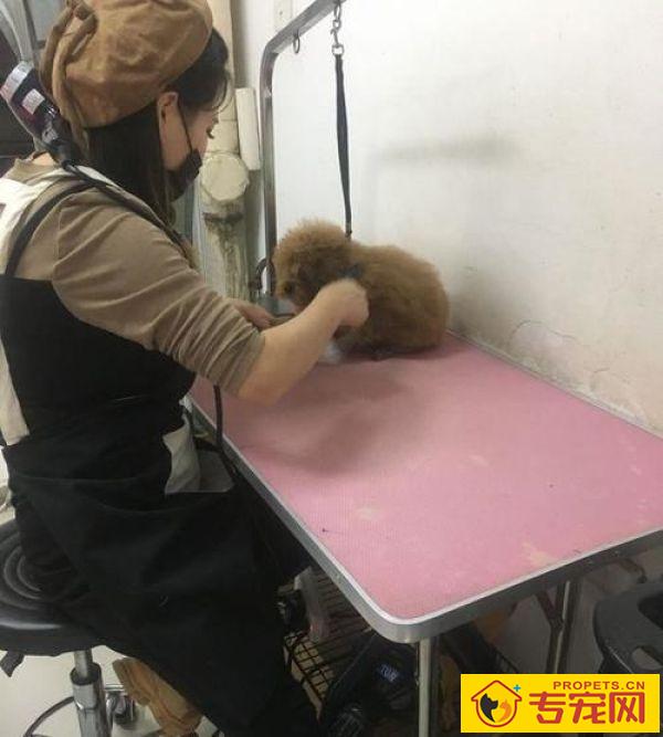 带泰迪去剪毛,小姐姐太年青网友有点儿不安心,剪完以后完全服了 带泰迪去剪毛,小姐姐太年青网友有点儿不安心,剪完以后完全服了