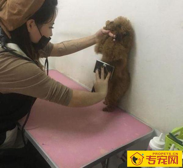 带泰迪去剪毛,小姐姐太年青网友有点儿不安心,剪完以后完全服了 带泰迪去剪毛,小姐姐太年青网友有点儿不安心,剪完以后完全服了