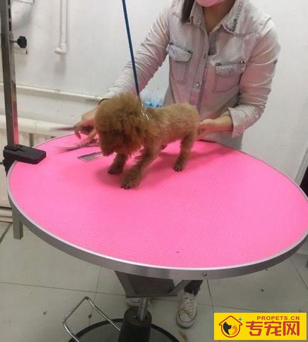 带泰迪去剪毛,小姐姐太年青网友有点儿不安心,剪完以后完全服了 带泰迪去剪毛,小姐姐太年青网友有点儿不安心,剪完以后完全服了