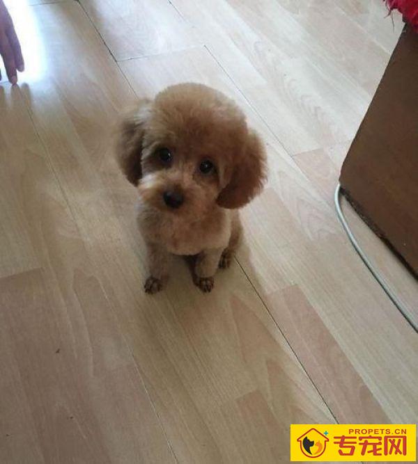 带泰迪去剪毛,小姐姐太年青网友有点儿不安心,剪完以后完全服了 带泰迪去剪毛,小姐姐太年青网友有点儿不安心,剪完以后完全服了