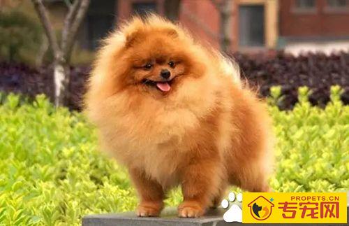 长不大的狗狗品种有哪些 长不大又好养的狗狗品种推荐