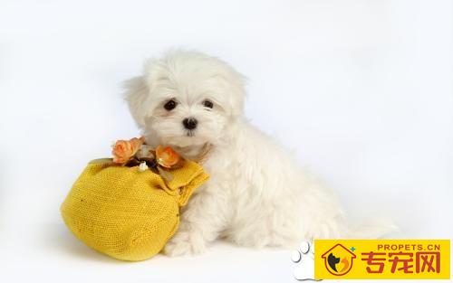 狗在家里的适宜温度是多少 新生小狗应注意保温