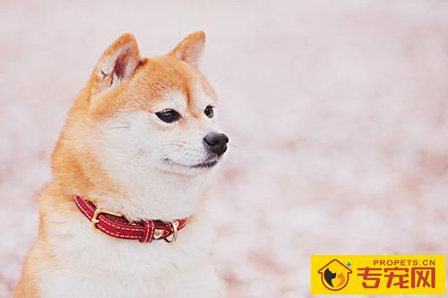 柴犬耳螨用红药水，红药水擦柴犬耳螨有什么用