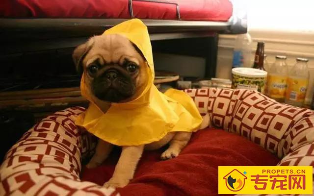 巴哥犬很臭该怎么办？6个小技巧轻轻松松处理狗狗臭味