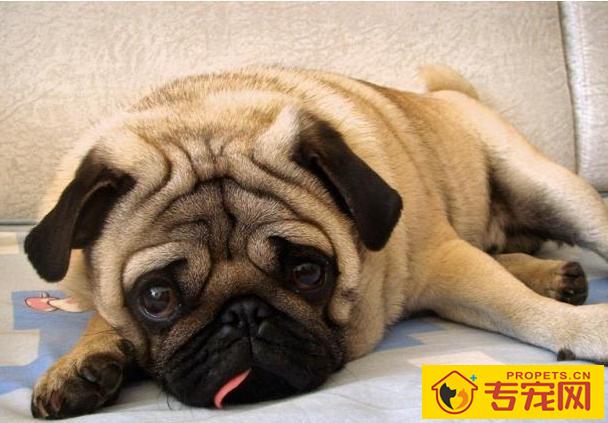 巴哥犬很臭该怎么办？6个小技巧轻轻松松处理狗狗臭味