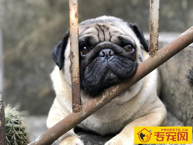 巴哥犬很臭该怎么办？6个小技巧轻轻松松处理狗狗臭味