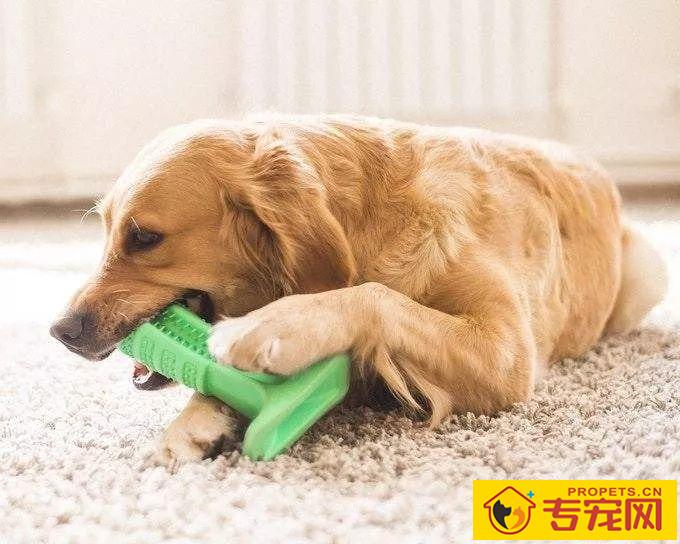 狗狗有“齿垢”口臭怎么办？