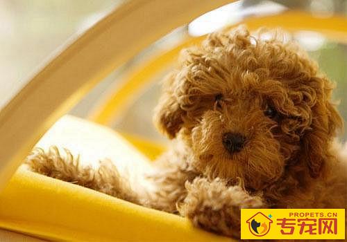 泰迪睡醒浓眼屎多是吃完容易上火的东西吗 泰迪睡醒浓眼屎多是吃完容易上火的东西吗