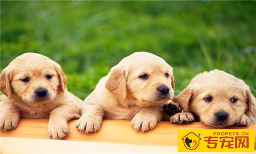 4个月大的金毛为何许多 尿 4个月大的金毛为何许多 尿