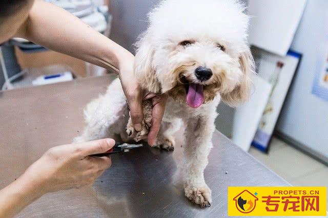 总感觉小狗美容非常贵?好多个层面告知宠物美容贵的缘故 总感觉小狗美容非常贵?好多个层面告知宠物美容贵的缘故