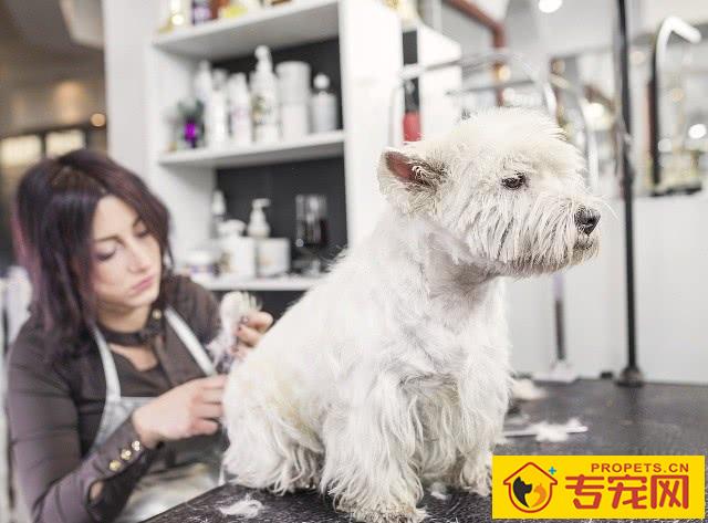 总感觉小狗美容非常贵?好多个层面告知宠物美容贵的缘故 总感觉小狗美容非常贵?好多个层面告知宠物美容贵的缘故