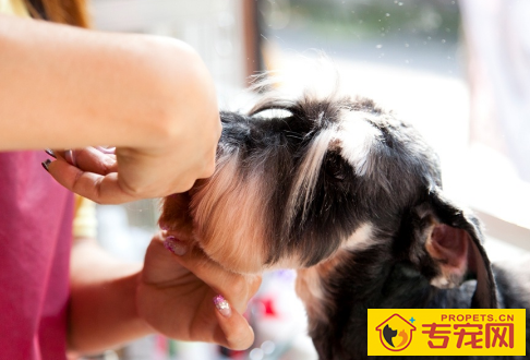 总感觉小狗美容非常贵?好多个层面告知宠物美容贵的缘故 总感觉小狗美容非常贵?好多个层面告知宠物美容贵的缘故