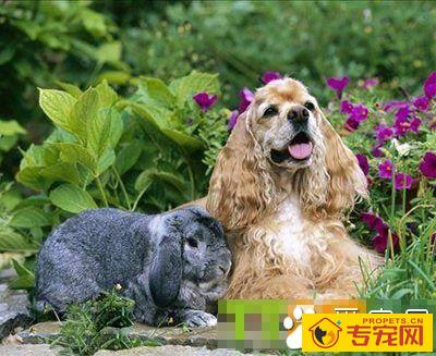 可卡犬属于大型犬吗 耳朵大是最大的特征