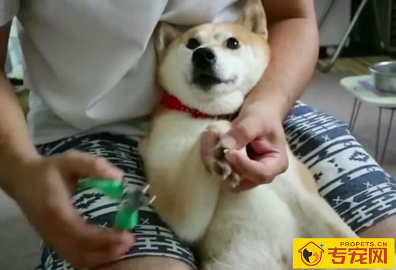 不给狗狗剪指甲？这3个后果自负
