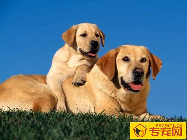 不给狗狗剪指甲？这3个后果自负