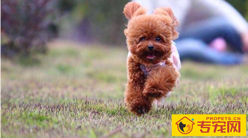 泰迪犬多长时间才必须洗澡,泰迪犬一个礼拜要洗几回澡 泰迪犬多长时间才必须洗澡,泰迪犬一个礼拜要洗几回澡