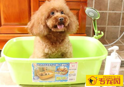 泰迪犬多长时间才必须洗澡,泰迪犬一个礼拜要洗几回澡 泰迪犬多长时间才必须洗澡,泰迪犬一个礼拜要洗几回澡