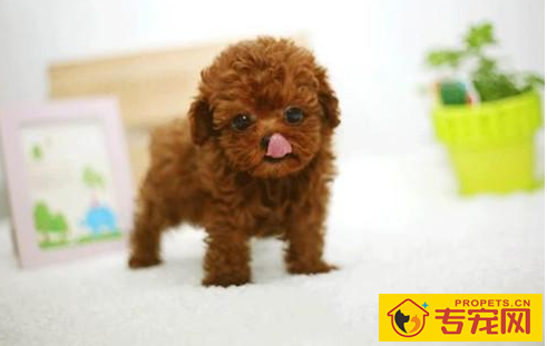 泰迪犬多长时间才必须洗澡,泰迪犬一个礼拜要洗几回澡 泰迪犬多长时间才必须洗澡,泰迪犬一个礼拜要洗几回澡