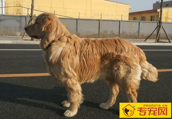 赛级金毛毛发伸直顺滑,但小宠物金毛却毛发打卷,欠佳吗? 赛级金毛毛发伸直顺滑,但小宠物金毛却毛发打卷,欠佳吗?