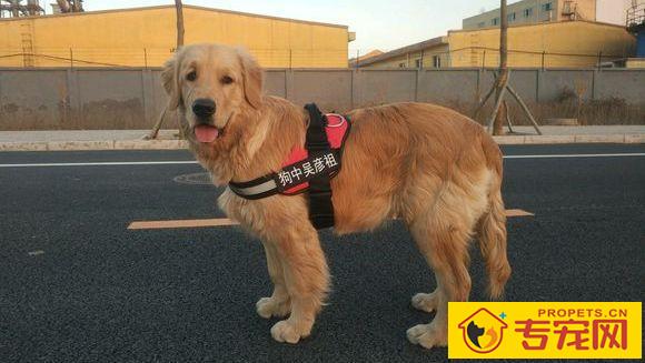 赛级金毛毛发伸直顺滑,但小宠物金毛却毛发打卷,欠佳吗? 赛级金毛毛发伸直顺滑,但小宠物金毛却毛发打卷,欠佳吗?