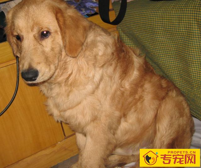 赛级金毛毛发伸直顺滑,但小宠物金毛却毛发打卷,欠佳吗? 赛级金毛毛发伸直顺滑,但小宠物金毛却毛发打卷,欠佳吗?