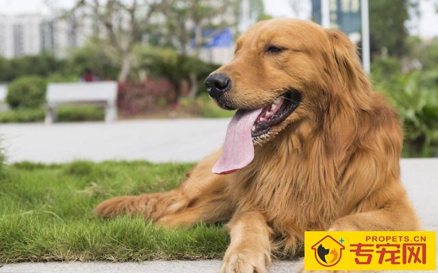 赛级金毛毛发伸直顺滑,但小宠物金毛却毛发打卷,欠佳吗? 赛级金毛毛发伸直顺滑,但小宠物金毛却毛发打卷,欠佳吗?