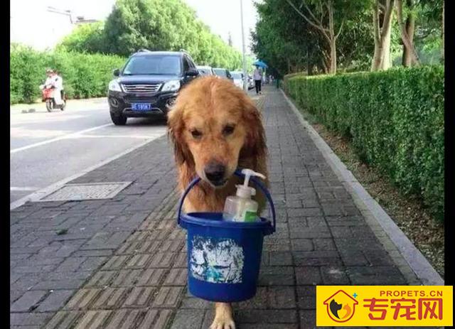 金毛据说主人家要给它冼澡,自身就叼着桶往小河边跑,也太积极主动了吧! 金毛据说主人家要给它冼澡,自身就叼着桶往小河边跑,也太积极主动了吧!