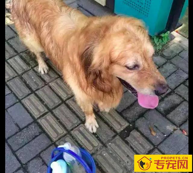 金毛据说主人家要给它冼澡,自身就叼着桶往小河边跑,也太积极主动了吧! 金毛据说主人家要给它冼澡,自身就叼着桶往小河边跑,也太积极主动了吧!