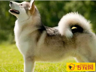 阿拉斯加幼犬怎么会有泪痕?如何清除泪痕呢? 阿拉斯加幼犬怎么会有泪痕?如何清除泪痕呢?