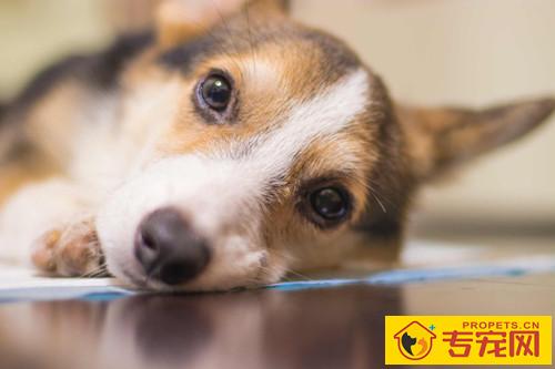 狗狗耳朵有虫不许滴,狗狗耳朵有虫不相互配合 狗狗耳朵有虫不许滴,狗狗耳朵有虫不相互配合