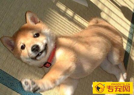 狗一般能活多久 一般情况寿命是10—15年