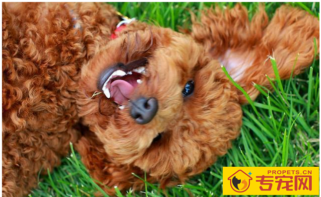 并不是说泰迪臭味小吗？为何還是臭臭的？那就是这好多个部位没清理好