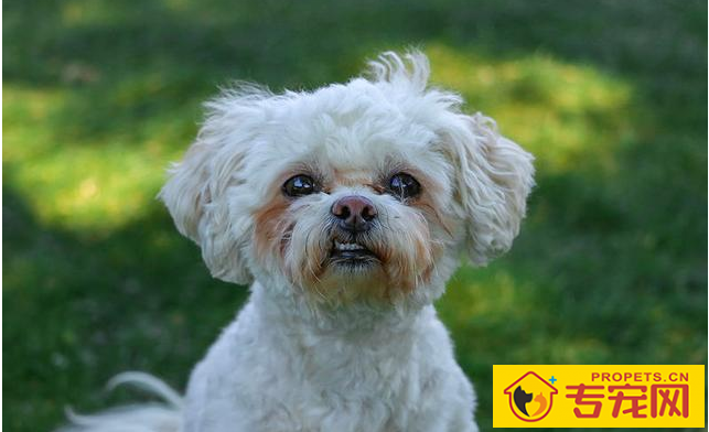 并不是说泰迪臭味小吗？为何還是臭臭的？那就是这好多个部位没清理好