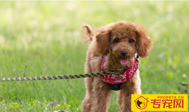 并不是说泰迪臭味小吗？为何還是臭臭的？那就是这好多个部位没清理好