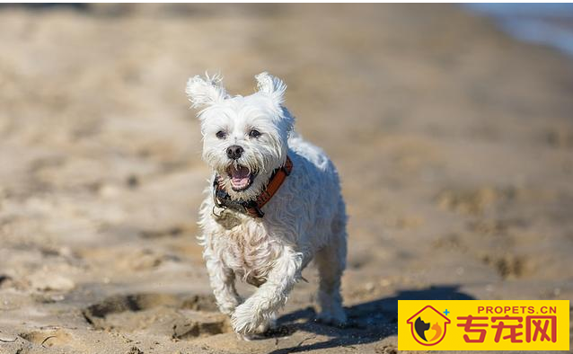 并不是说泰迪臭味小吗？为何還是臭臭的？那就是这好多个部位没清理好